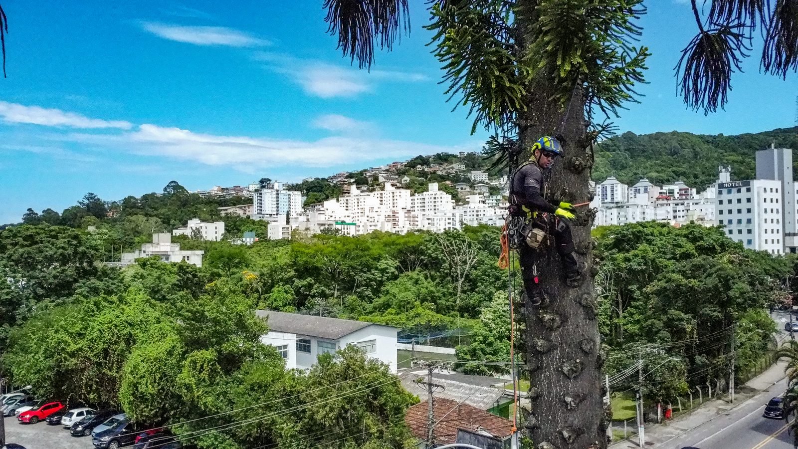 Poda de araucária em altura com vista de Florianópolis ao fundo