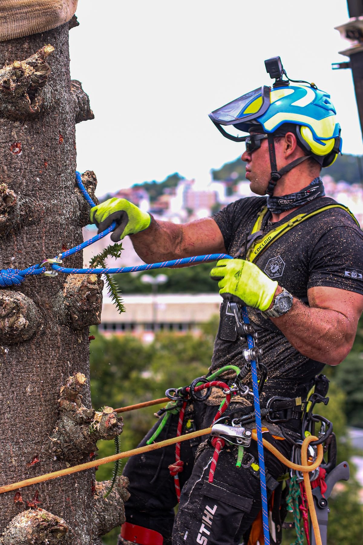 Profissional com capacete e luvas manejando corda de rigging durante poda em altura