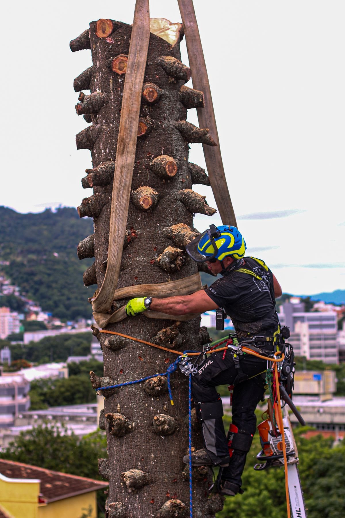 Profissional escalando tronco já seccionado com sistema de cordas e equipamento completo