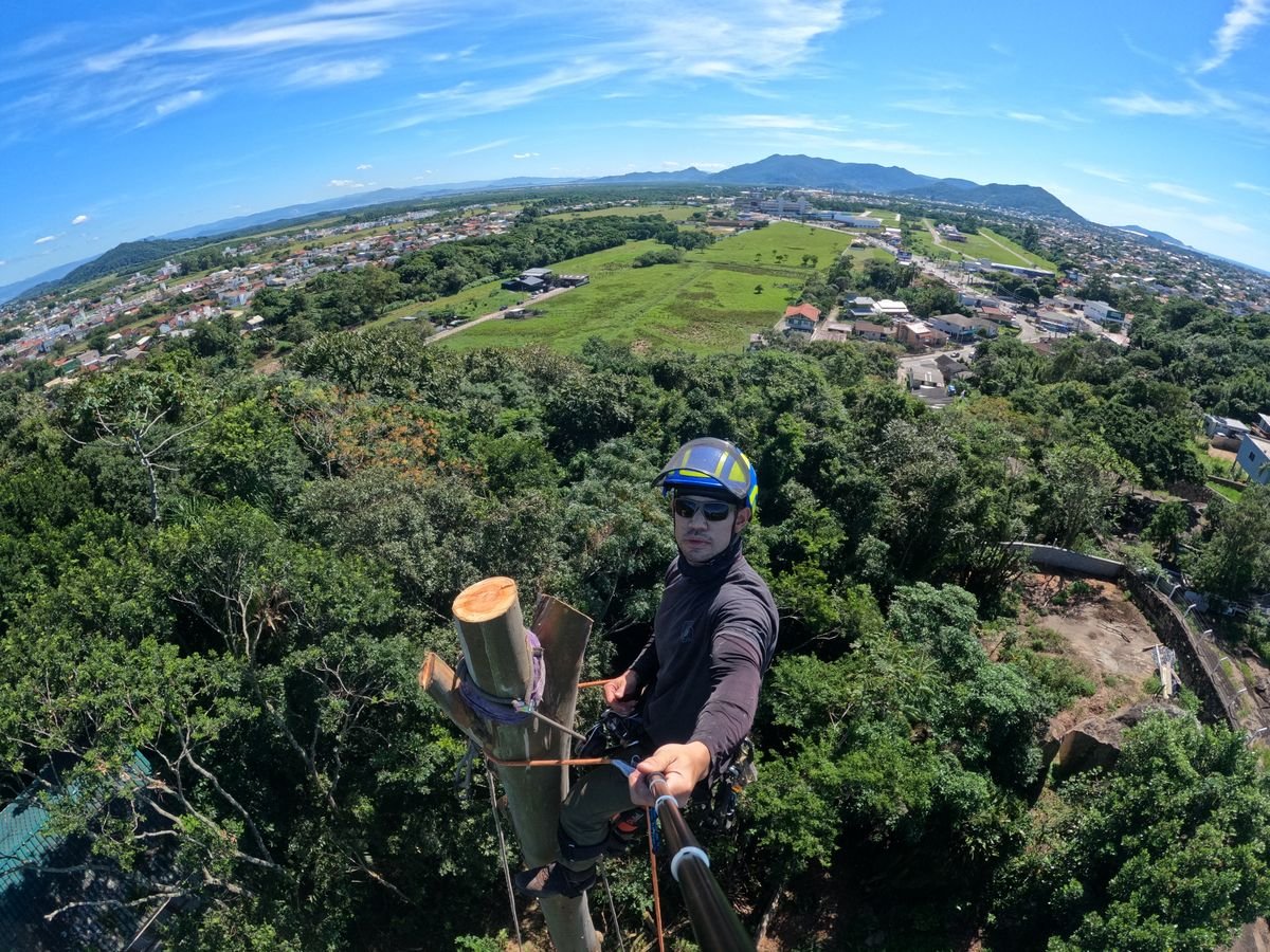 Profissional no alto da árvore avaliando o corte, com a área de trabalho aberta ao redor