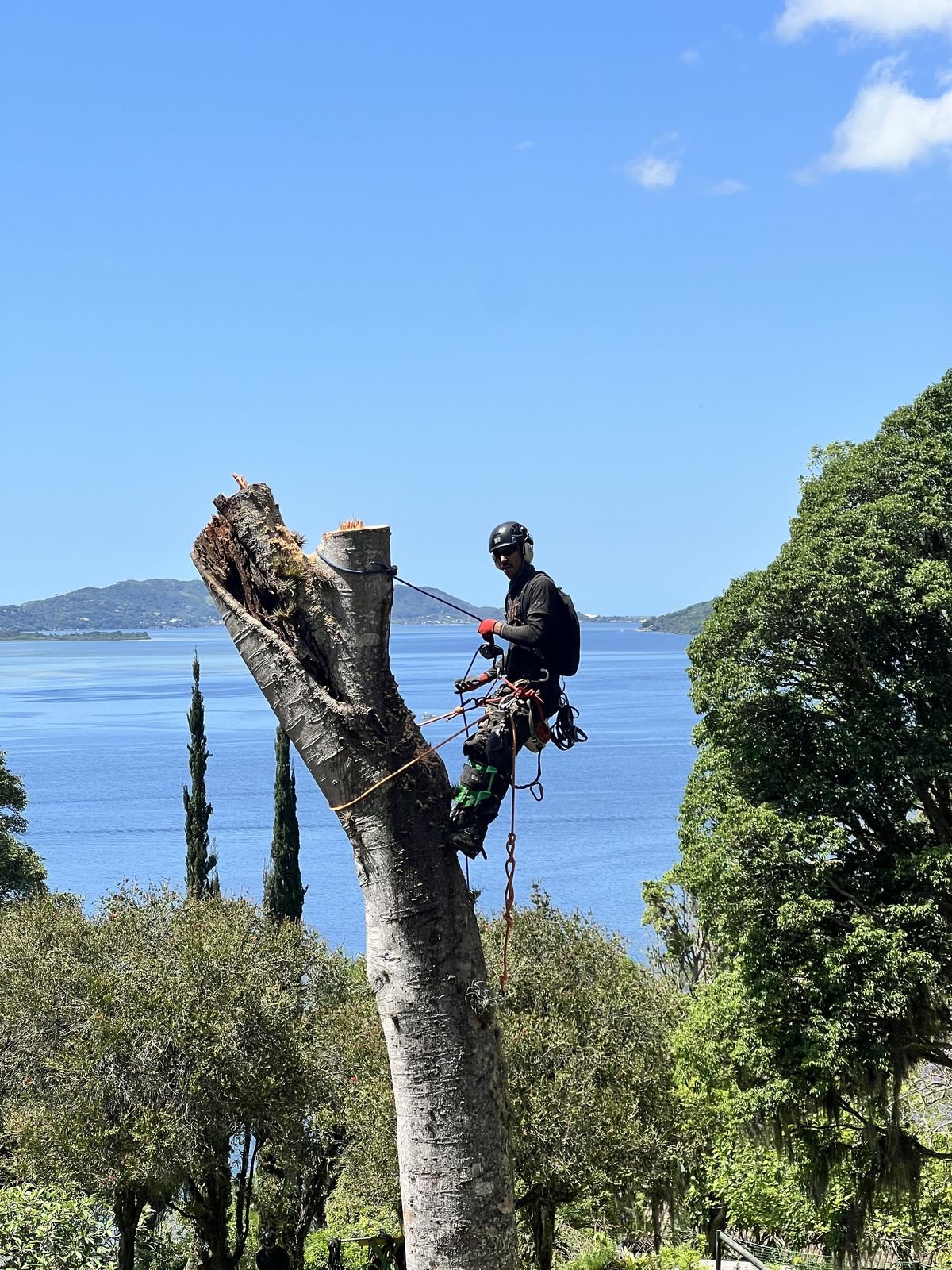 Profissional ancorado no tronco removendo a árvore em seções, com o mar ao fundo