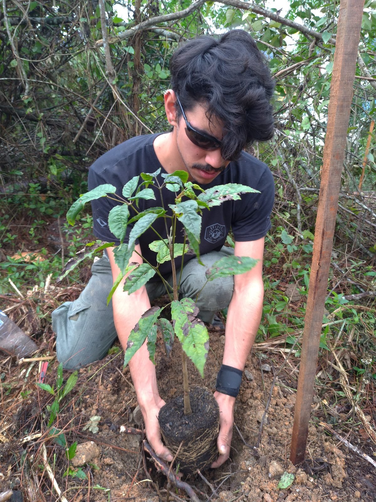 Profissional da Spider Podas plantando muda nativa durante compensação ambiental