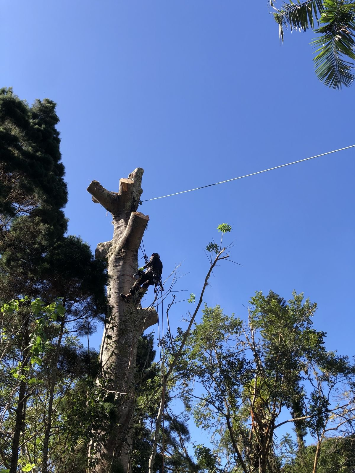 Profissional executando o corte no alto do tronco já seccionado, com o material descendo por corda