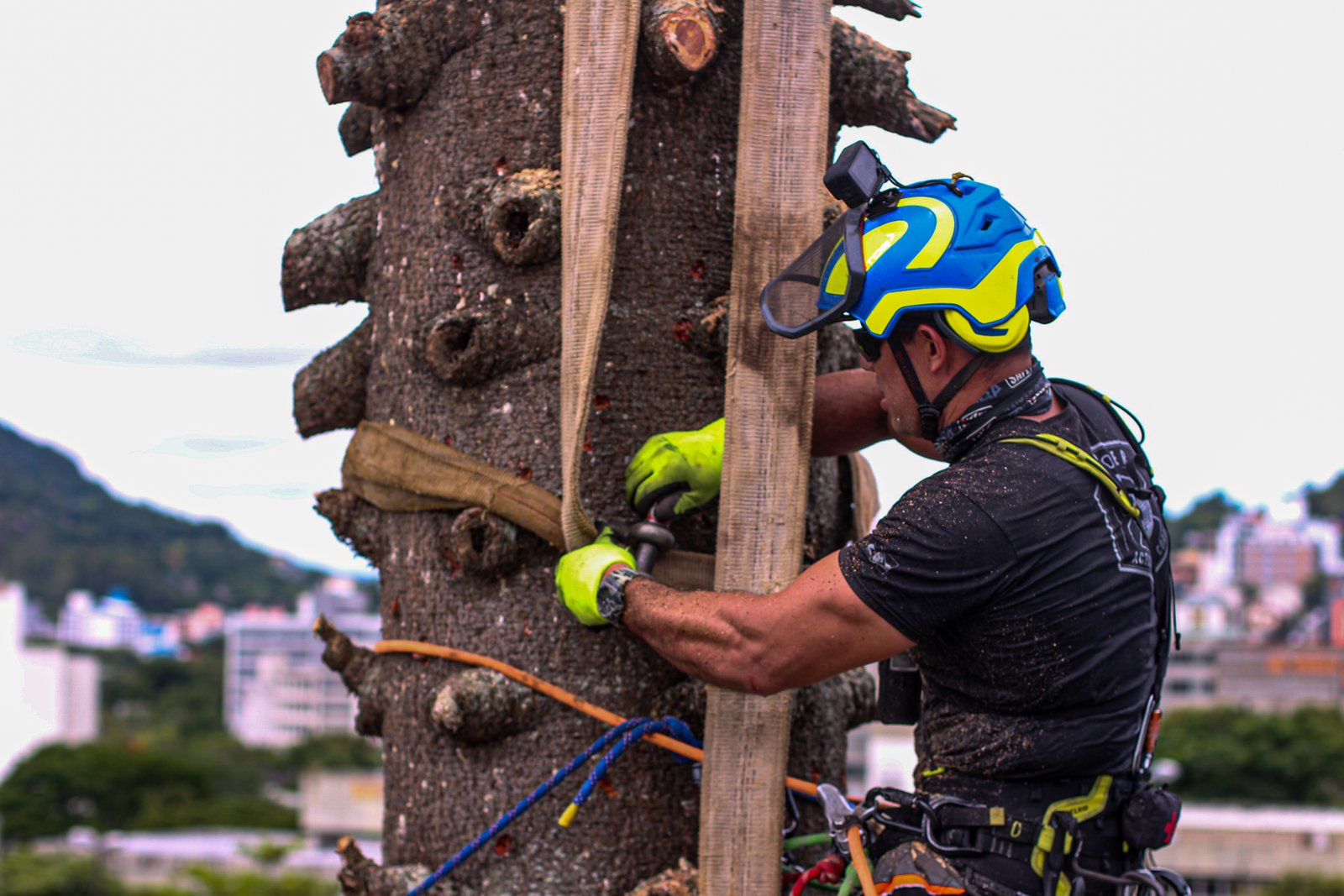 Profissional instalando cinta de ancoragem em árvore de grande porte, com Florianópolis ao fundo
